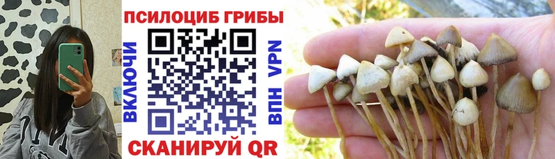 где продают   Михайлов  Псилоцибиновые грибы MAGIC MUSHROOMS 